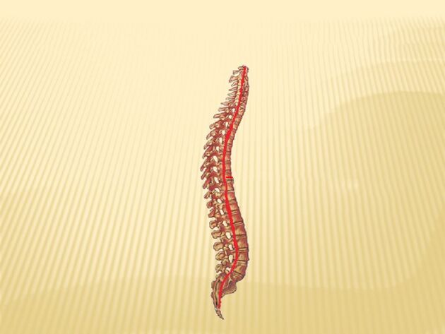 Coloana vertebrală și măduva spinării